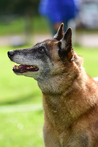 Mila-Lady Sweet Vulcan