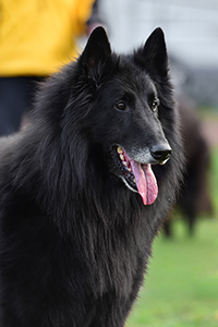 O'Neill de Bruine Buck