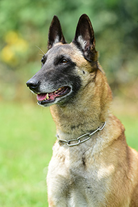 Ola the first of the beautiful black one