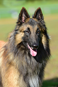 Sensitive Souls Amiro