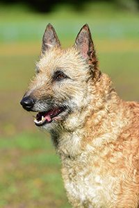 Shepherds Dogmate Vanilla Queen