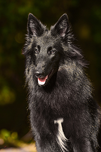 Stefnic's Lady Lucille