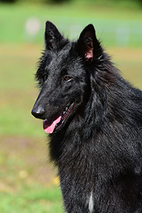 Stefnic's Lakota Yuma