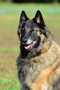 Time of wolves Avaria-Joy