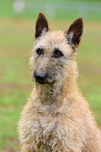 akai-san no ko Cho-Cho