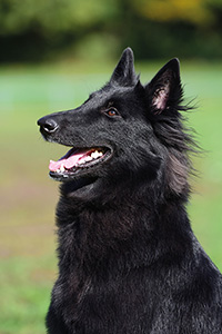 Achillia ex Lupis Sagittariis