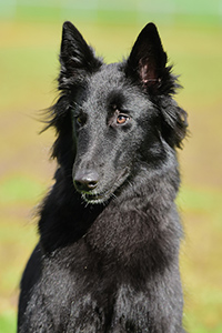 Alea ex Lupis Sagittariis