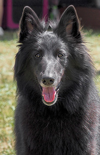 Tammy Beribis Intelektas