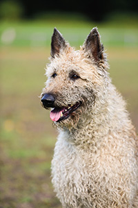 Itachi vom Wasserlosen Tal 