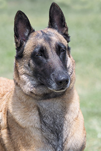 Thargall du Domaine de Vauroux