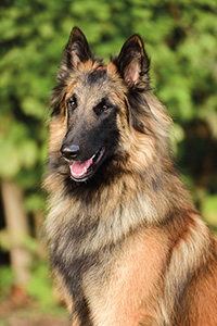 Excalibur des deux Diademès