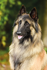 Kaliber van't Hovenzate