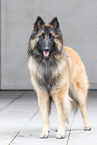 Kyran van't Hovenzate