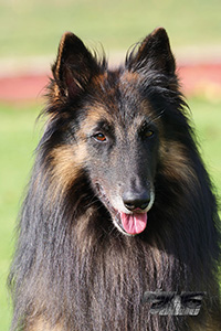 Gobi-Blufi von den wilden Erlen