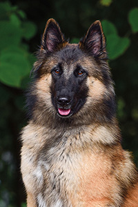 Baghira Blue de Moonshara