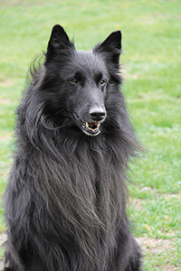 Chinook vom schwarzen Labertal