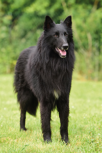 Dante vom schwarzen Labertal