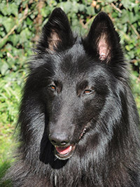 Sirius du Secret des Masques Noirs