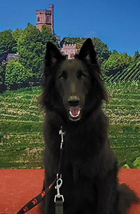 ex Lupis Sagittariis Alea