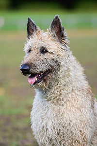 Itachi vom Wasserlosen Tal