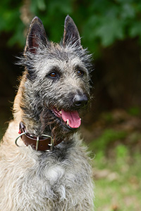 Calimero Ritter von Falkenberg