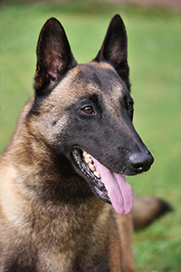 Hannibal Maximus Kawai Kaito