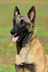 Tessa de la Lignee Royale