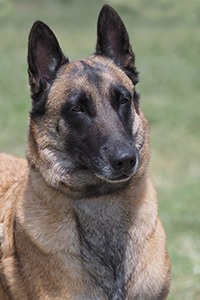 Thargall du Domaine de Vauroux