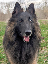 Carus vom Annweiler Tal