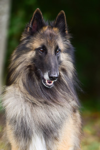 Charon Rouge vom Wanner Mond