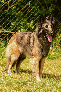 Casfan Queen Amara