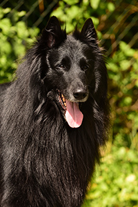 Grizzly von Canis Lupus Pallipes
