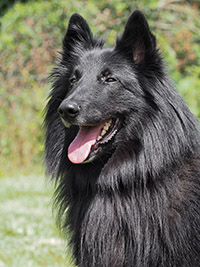 Sirius du Secret des Masques Noirs