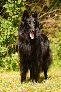 Habiba Hana von Canis Lupus Pallipes 