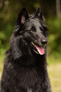 Furioso Beleza Ebony