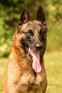 crazy fly'n dogs Loki