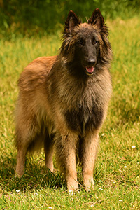 Ke'chara's Faramir