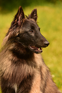 Ke'chara's Finnlay