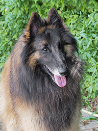 Raiko du Pré de la Sommerau