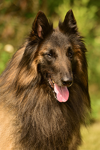Pino the most charmin of the beautiful black one