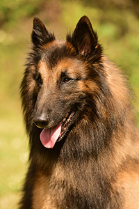 Duke des deux Diadèmes  