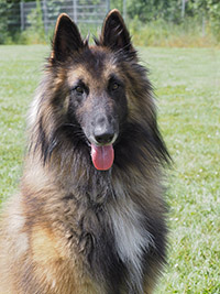 Wind Wolf de la Terre Sauvage