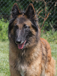 Basha von der kleinen Butze