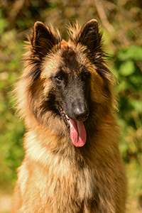 Anjali du Domaine de l'Avenir
