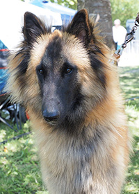 Anjali du Domaine de l'Avenir Anjali du Domaine de l'Avenir