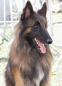 Cahsito Norès von der Waldhöfer Höher Cahsito Norès von der Waldhöfer Höher