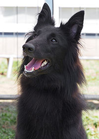 Canine Hera of Hope's Pearl Canine Hera of Hope's Pearl