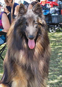 Cazan vom Leonberger Mühlbach Cazan vom Leonberger Mühlbach
