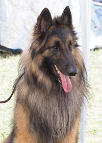 Mister Mowgli von Calruna Mister Mowgli von Calruna