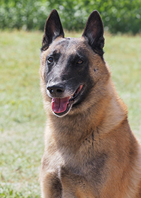 Quintus of the beautiful black one Quintus of the beautiful black one